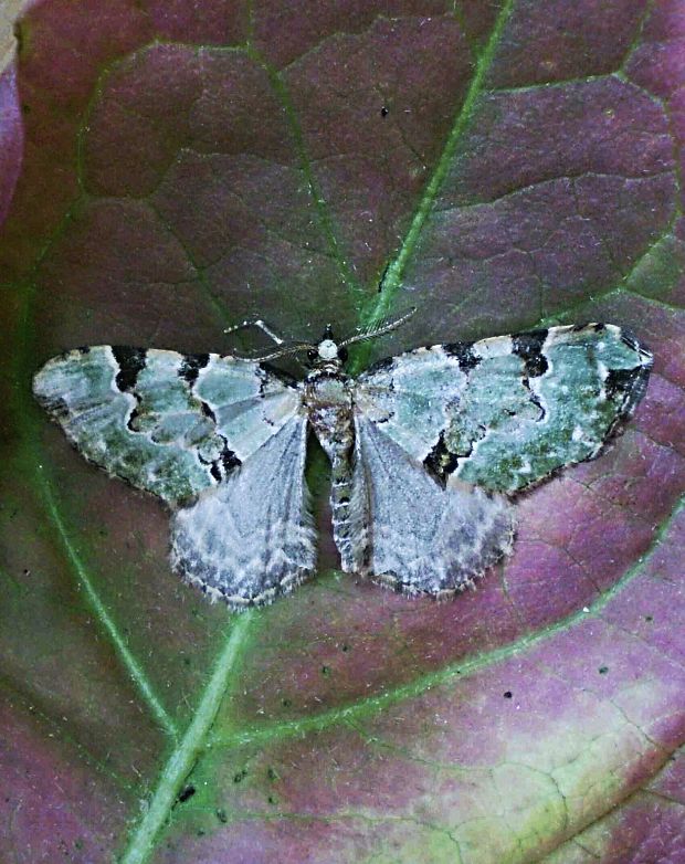 piadivka hluchavková Colostygia pectinataria