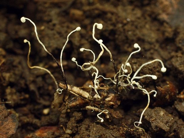 žezlovka Cordyceps sp.