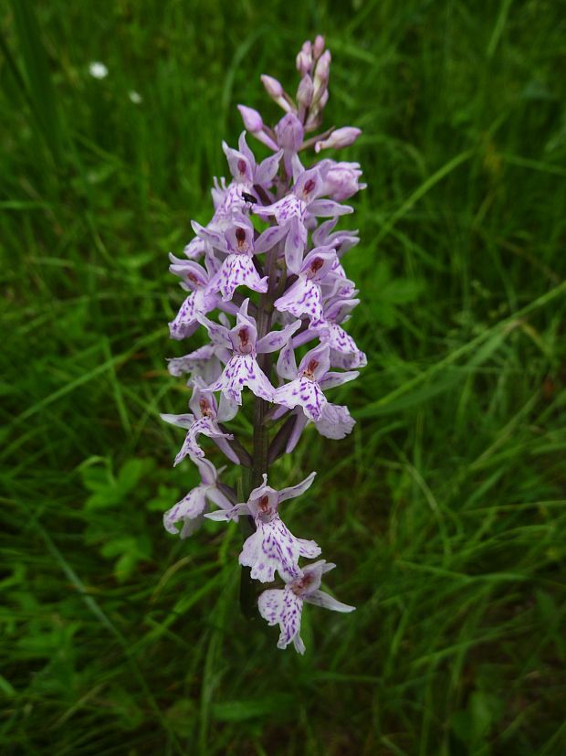 vstavačovec Dactylorhiza sp.