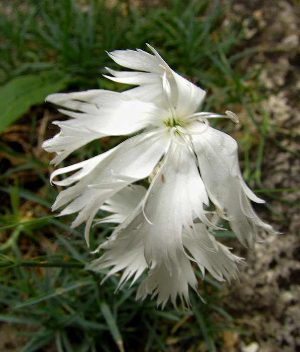 klinček včasný lumnitzerov Dianthus praecox subsp. lumnitzeri (Wiesb.) Kmeťová