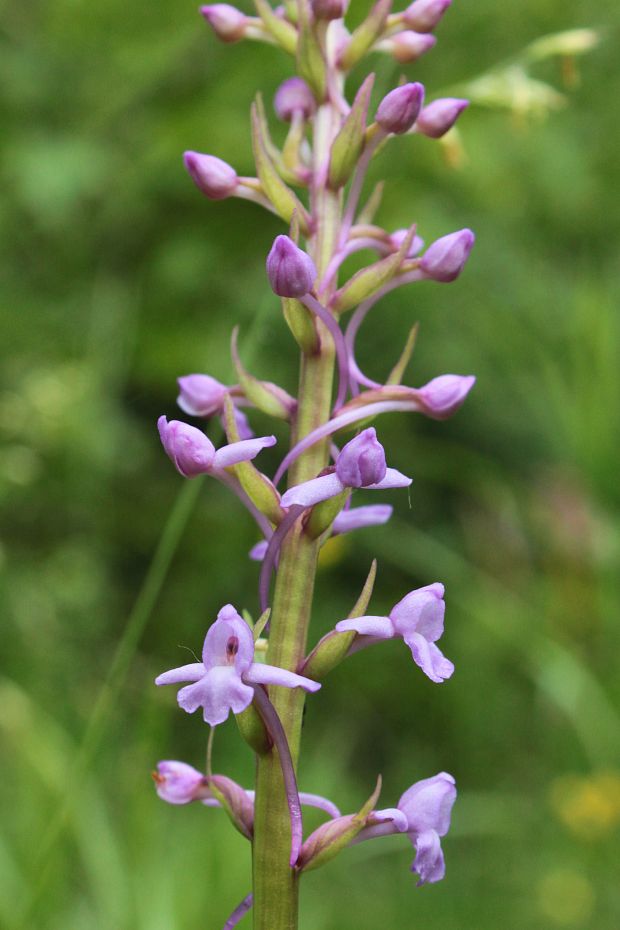 päťprstnica obyčajná Gymnadenia conopsea (L.) R. Br.