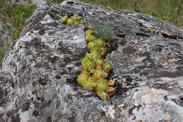 skalničník guľkovitý Jovibarba globifera (L.) J. Parn.