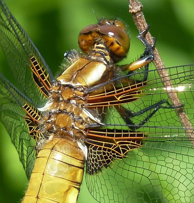 vážka ploská Libellula depresa depresa Linnaeus,1758