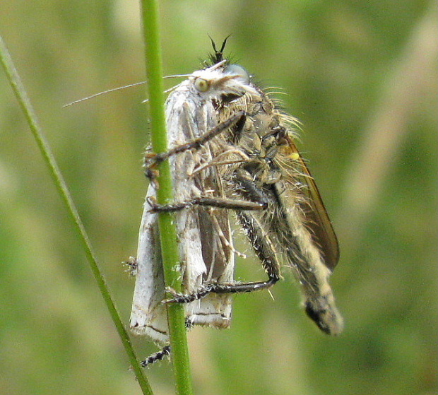 muchárka hnedá Machinus rusticus