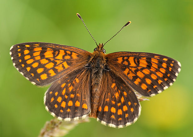 hnedáčik skorocelový Melitaea athalia