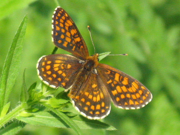 hnedáčik veronikový Melitaea aurelia