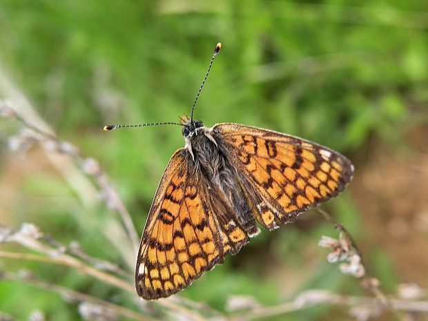 hnedáčik mriežkovaný Melitaea cinxia