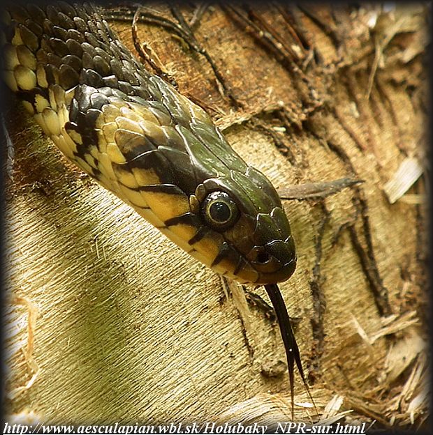 užovka obojková Natrix natrix