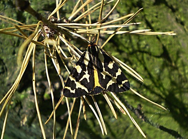 spriadač skorocelový Parasemia plantaginis