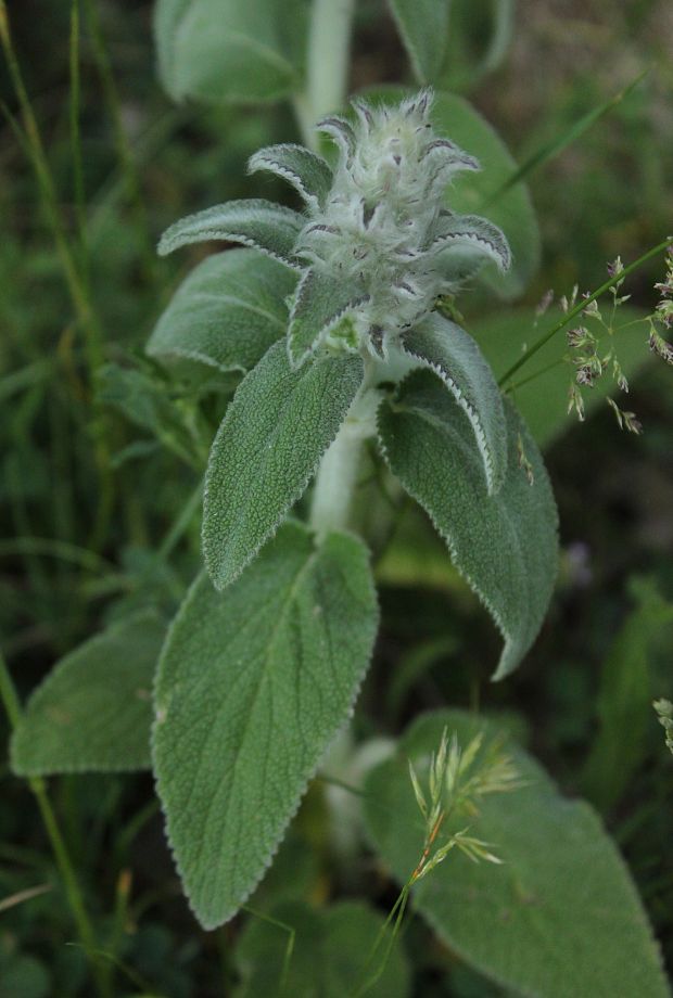 čistec nemecký Stachys germanica L.