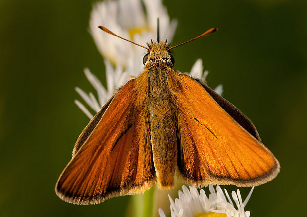 súmračník metlicový  Thymelicus sylvestris