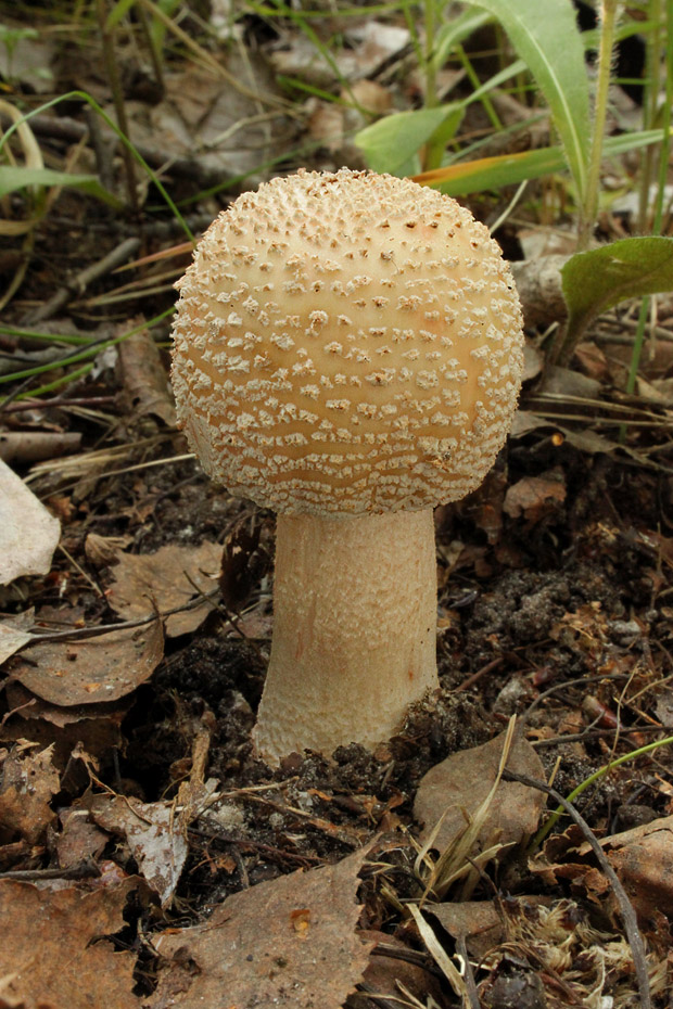 muchotrávka červenkastá Amanita rubescens Pers.