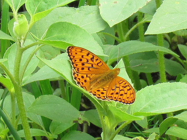 perlovec fialkový Argynnis adippe