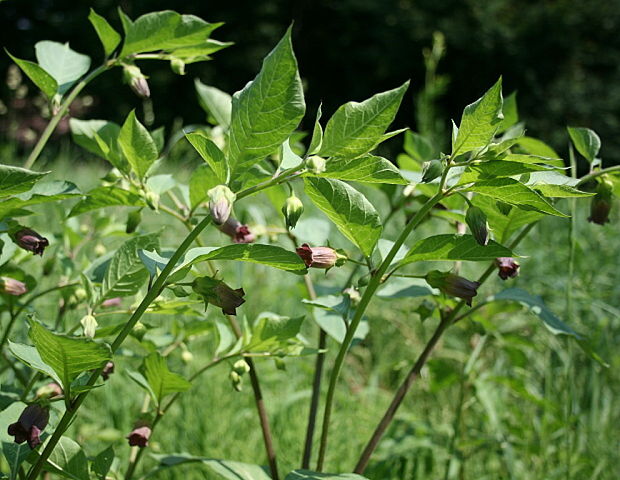 ľuľkovec zlomocný Atropa bella-donna L.