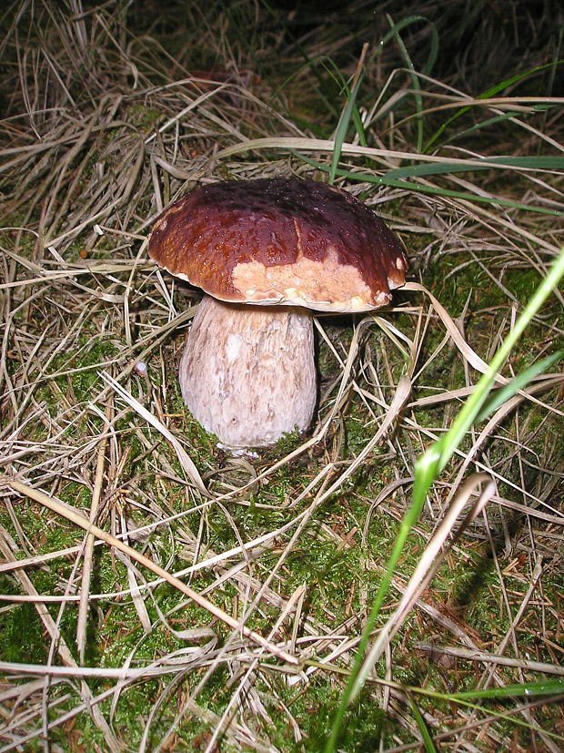 hríb sosnový Boletus pinophilus Pil. et Dermek in Pil.