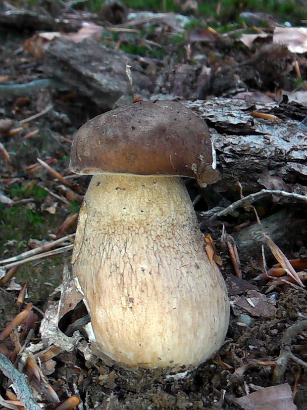 hríb dubový Boletus reticulatus Schaeff.