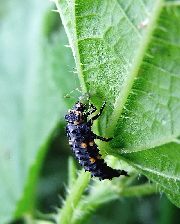 lienka sedembodková  Coccinella septempunctata