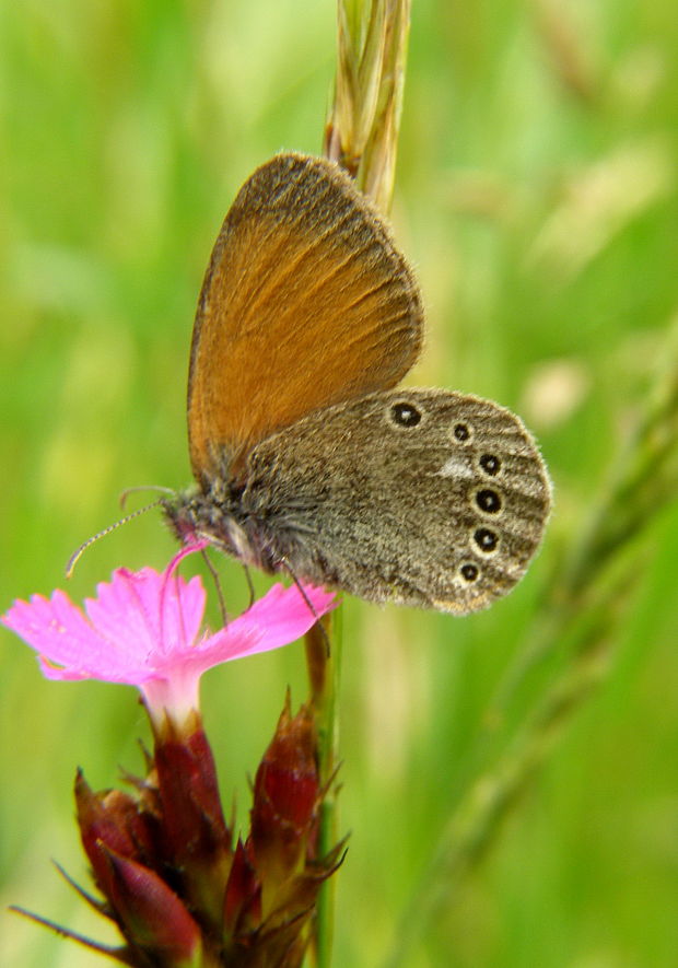 očkáň traslicový Coenonympha glycerion Borkhausen 1788