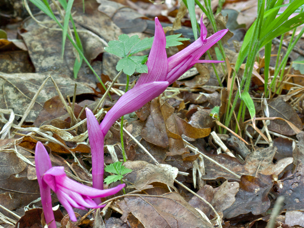 kruštík modrofialový (f. rosea) Epipactis purpurata  Sm.