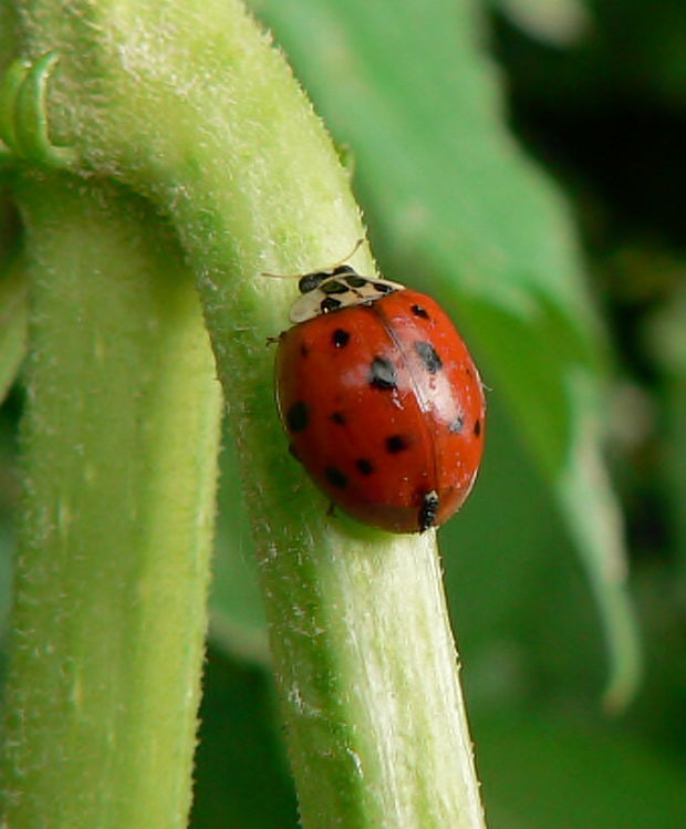 lienka - slunéčko východní Harmonia axyridis Pallas, 1773