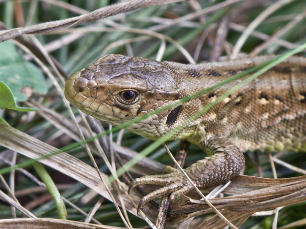 jašterica krátkohlavá  Lacerta agilis