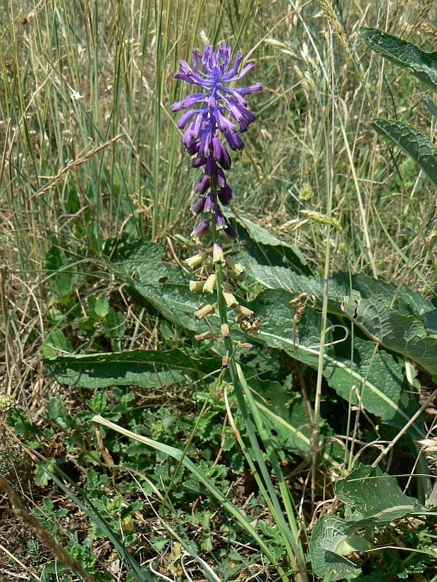 leopoldia tenkokvetá Leopoldia tenuiflora  (Tausch) Heldr.