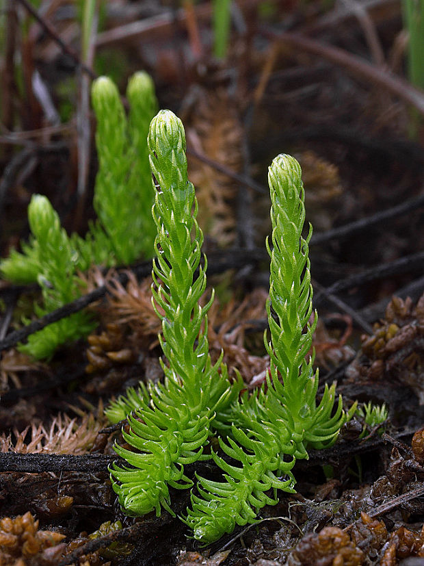 plavúnec zaplavovaný Lycopodiella inundata (L.) Holub