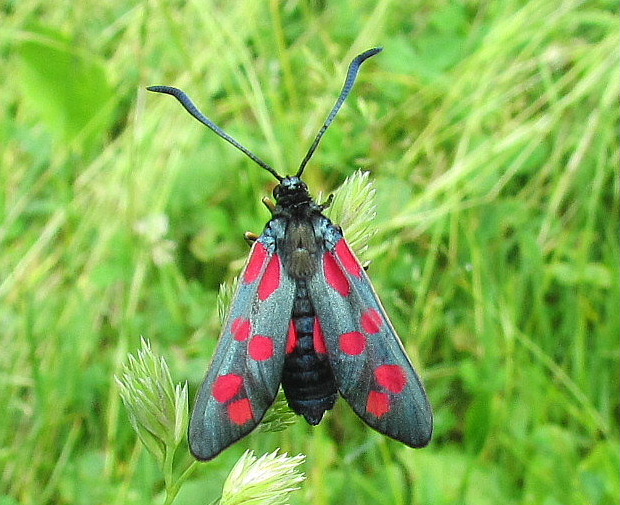 vretienka obyčajná Lygaena filipendulae