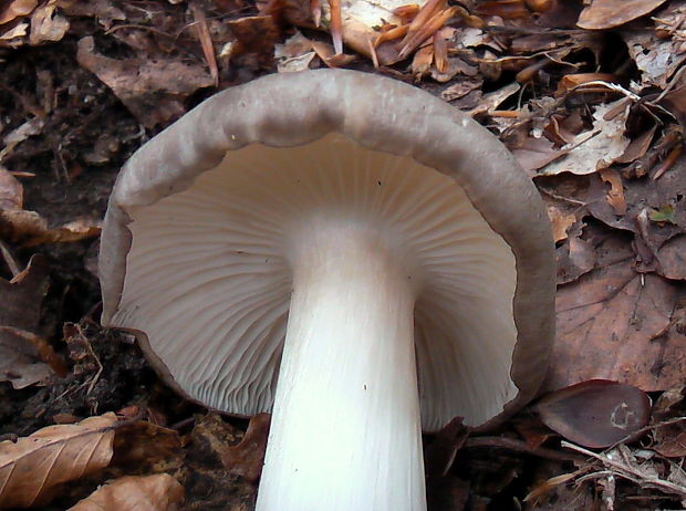 povraznica širokolupeňová Megacollybia platyphylla (Pers.) Kotl. & Pouzar