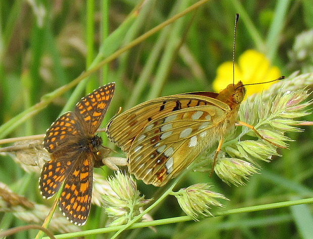 hnedáčik skorocelový+perlovec fialkový Melitaea athalia+Argynnis adippe