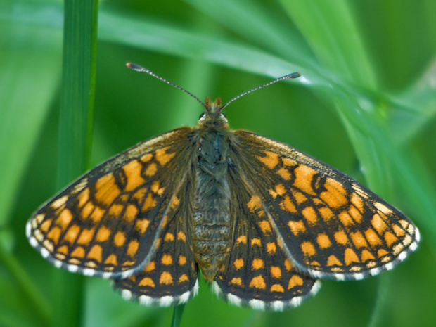 hnedáčik skorocelový  Melitaea athalia