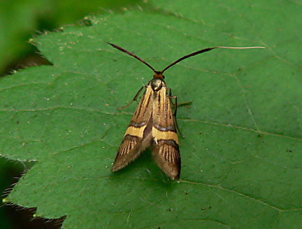 adéla De Geerova - adéla pestrá Nemophora degeerella L., 1758