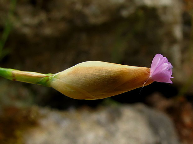 tunika prerastená Petrorhagia prolifera (L.) P. W. Ball et Heywood