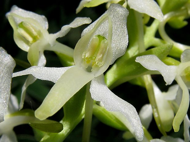 vemenník dvojlistý Platanthera bifolia (L.) Rich.