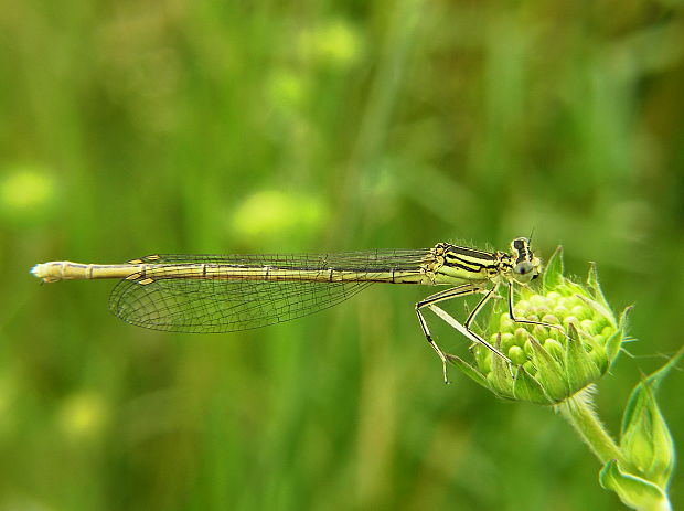 šidielko ploskonohé Platycnemis pennipes