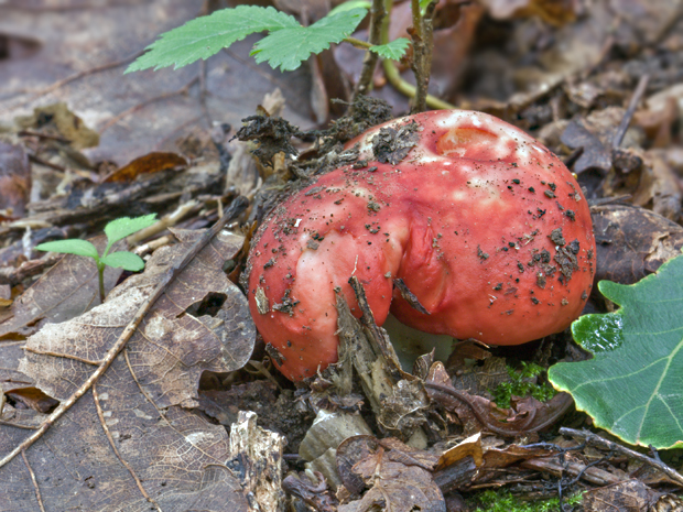 plávka Russula sp.