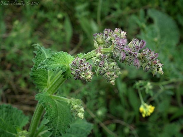 šalvia hájna Salvia nemorosa L.