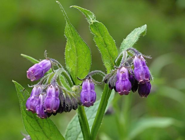 kostihoj lekársky Symphytum officinale L.