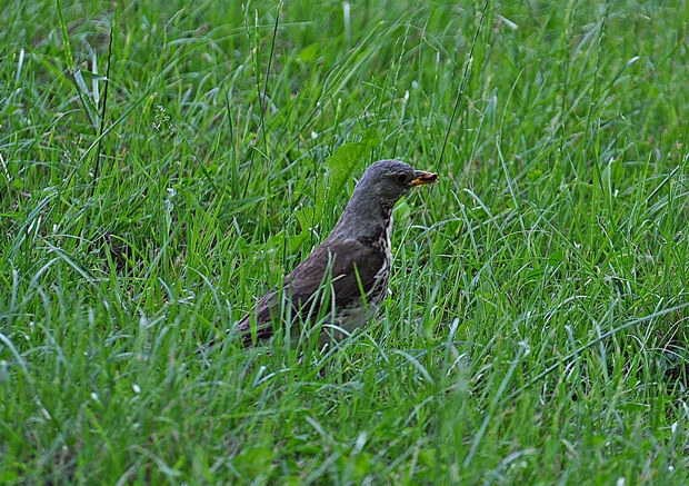 drozd čvíkotavý Turdus pilaris