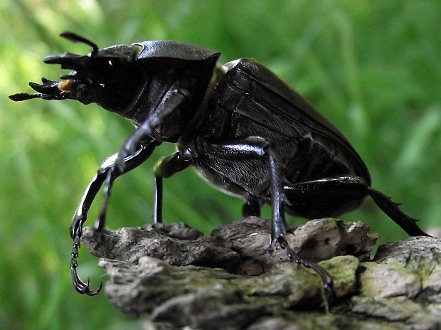 roháč obyčajný (Lucanus cervus)