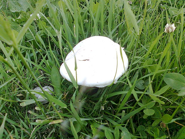 pečiarka poľná Agaricus campestris L.