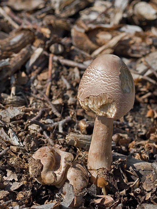 pečiarka Agaricus sp.