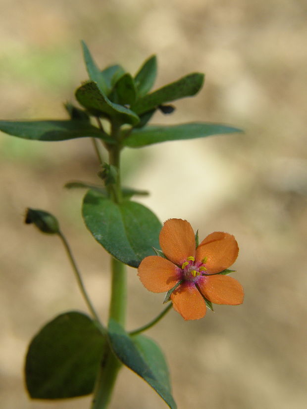 drchnička roľná Anagallis arvensis L.