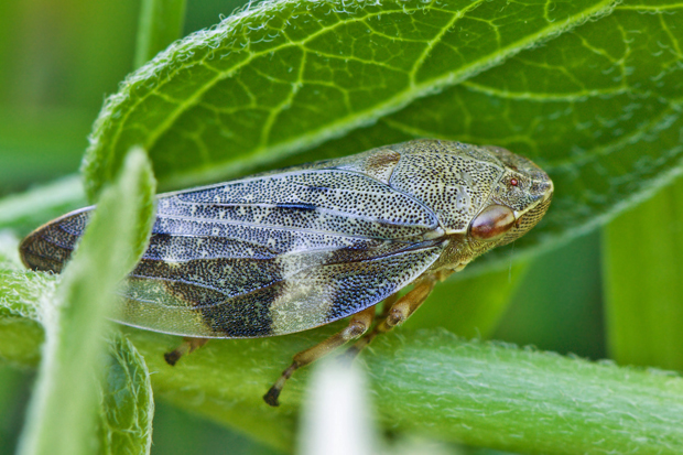 peniarka jelšová  Aphrophora alni