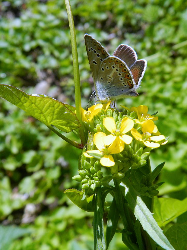 modráčik bielopásy  Aricia eumedon