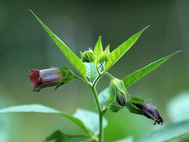 ľuľkovec zlomocný - rulík zlomocný Atropa bella-donna L.