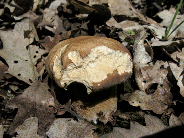 hríb dubový Boletus reticulatus Schaeff.