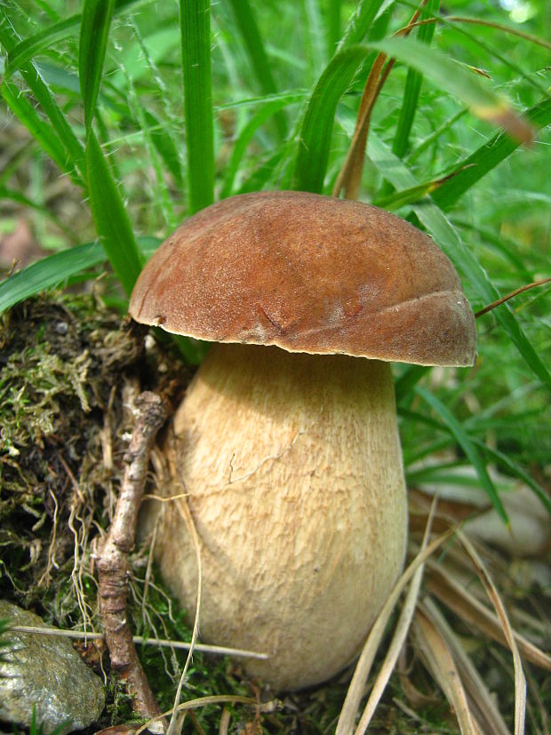 hríb dubový Boletus reticulatus Schaeff.