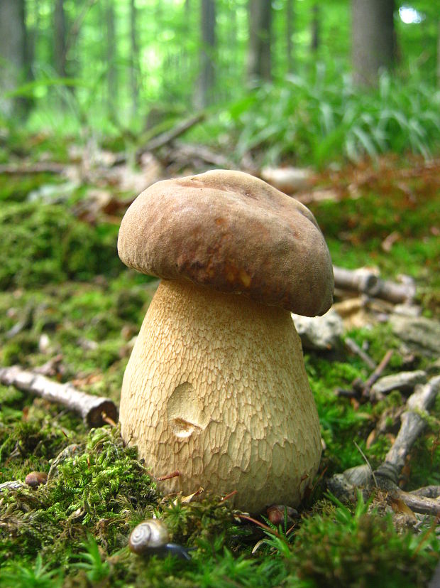 hríb dubový Boletus reticulatus Schaeff.