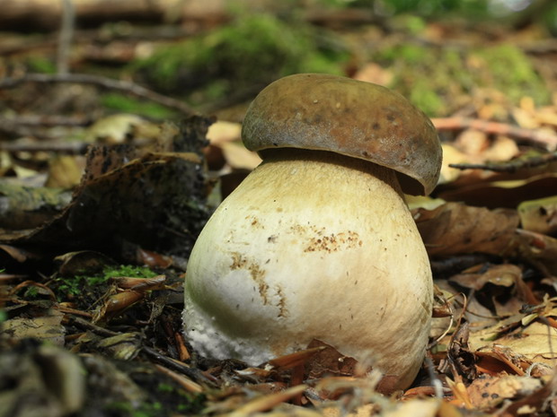 hríb dubový Boletus reticulatus Schaeff.